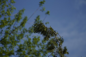 trees against the blue sky and clouds