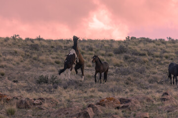 Wild Horses in a Desert Sunset in Utah