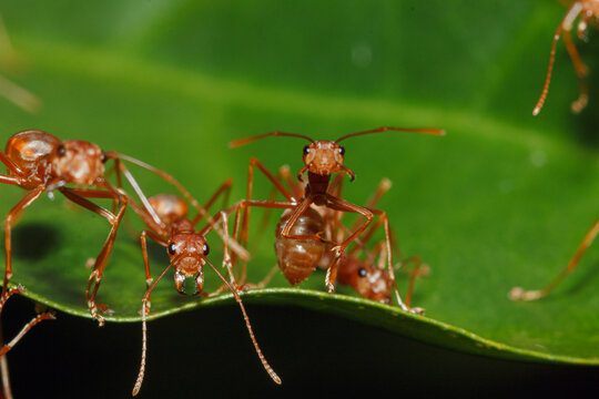 Macro photography,Red ant walk on a leaves green background  with Selective focus,close up