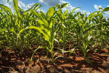 Planting of growing corn, new shoots