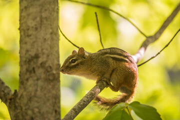 Eastern chipmunk on a branch in the woods