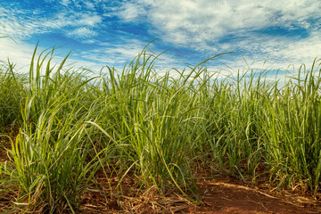 Fototapeta na wymiar Sugar cane field on sunny day