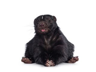 Funny shot of Cute classic black with white stripe young skunk aka Mephitis mephitis, sitting on its ass. Looking straight at lense while sticking out tongue. Isolated on a white background.