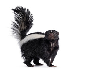 Cute classic black with white stripe young skunk aka Mephitis mephitis, standing side ways. Looking straight at lense with tail high up. Isolated on a white background. - obrazy, fototapety, plakaty