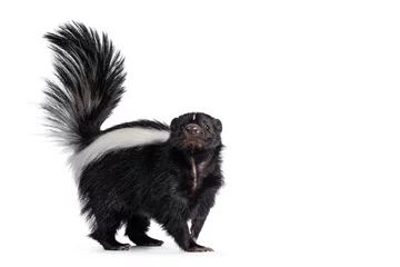 Foto op Canvas Cute classic black with white stripe young skunk aka Mephitis mephitis, standing side ways. Looking straight at lense with tail high up. Isolated on a white background. © Nynke