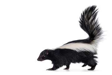 Cute classic black with white stripe young skunk aka Mephitis mephitis, walking side ways. Head up looking straight ahead with tail high up. Isolated on a white background. - obrazy, fototapety, plakaty