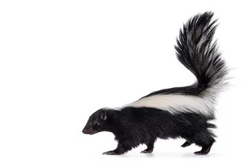 Foto op Canvas Cute classic black with white stripe young skunk aka Mephitis mephitis, walking side ways. Head up looking straight ahead with tail high up. Isolated on a white background. © Nynke