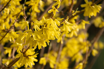 Border forsythia is an ornamental deciduous shrub of garden origin.Forsythia flowers in front of with green grass and blue sky.