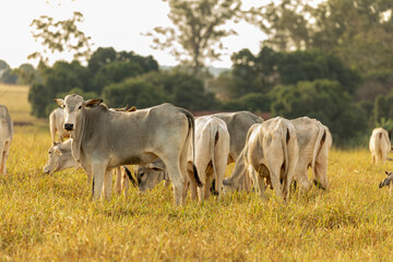 Cows on pasture at sunset