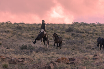 Wild Horses in a Desert Sunset in Utah