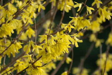 Obraz premium Border forsythia is an ornamental deciduous shrub of garden origin.Forsythia flowers in front of with green grass and blue sky.