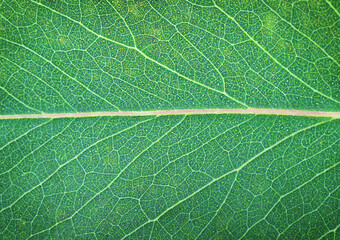 Obraz premium Nature abstract background of green leaf - macrophotography