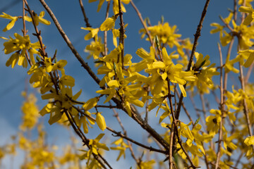 Border forsythia is an ornamental deciduous shrub of garden origin.Forsythia flowers in front of with green grass and blue sky.