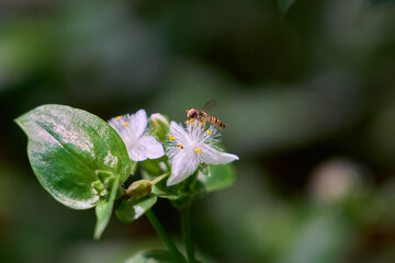 Insects perching on Oxalis flowers (from the side)