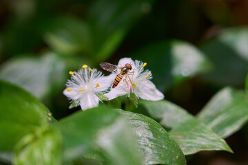Insects perching on Oxalis flowers (from diagonally above)