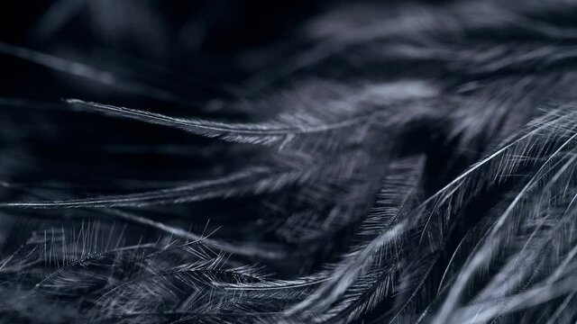 Slow motion black feather background.
