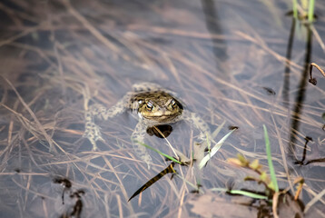 Toad