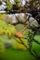 Winter white grapes on the plant.