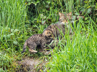 Scottish Wildcat Mother and Kitten