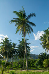 Fototapeta na wymiar Coconut palm trees and the blue sky is a beautiful from Thailand.
