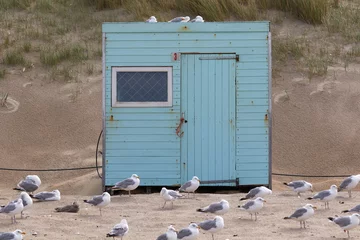 Foto auf Acrylglas Blue beach hut at Texel © Lennjo