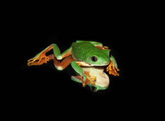 Agalychnis dacnicolor