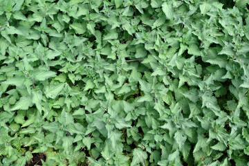 Un champ d'orties au printemps