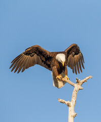 American Bald eagle lands on perch with wings spread