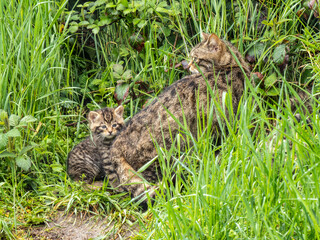 Scottish Wildcat Mother and Kitten