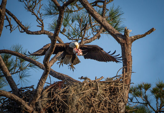 American bald eagle brings food to young