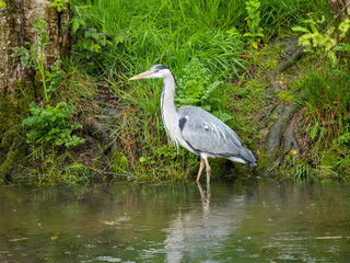 Grey Heron by Waters Edge