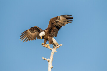American Bald Eagle wings spread
