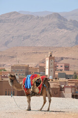 Camello y fondo de un poblado con mezquita en Tinerhir en el sur de Marruecos