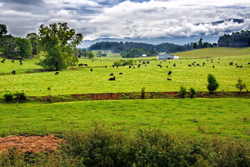 Fototapeta premium Field of black angus cows in summer scenic landscape