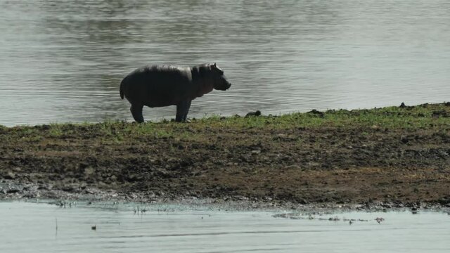 Common Hippopotamus in Natural Environment, South Africa