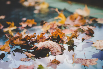 Colorful seasonal autumn background pattern