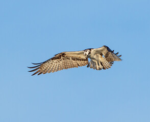 Osprey in flight, pauses in the air searching for prey

