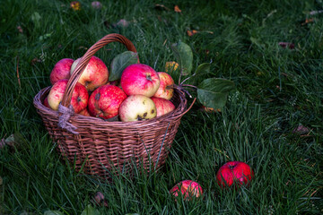 Beautiful red apples lie in the basket, which stands on the green grass and is illuminated by sunlight.