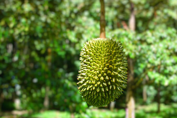 Fresh durian in garden.Asian fruits with nature landscape
