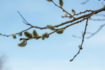 buds on a branch