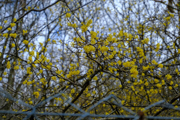 first yellow flowers on the trees behind the metal sharp fence close-up. Springtime natural background