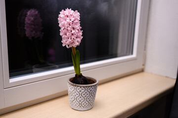 Pink hyacinth flowers with onions in a pot by the window.
