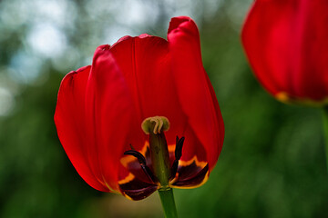 Tulpe Rot