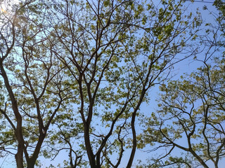 Albizia lebbeck is a species of Albizia, native to Indomalaya, New Guinea and Northern Australia and widely cultivated and naturalised in other tropical and subtropical regions.