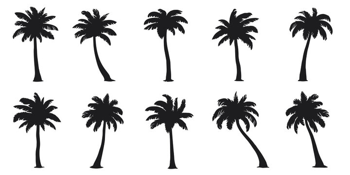various coconut palm silhouettes on the white background