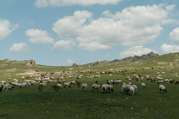 Obraz premium flock of sheep in a beautiful green meadow
