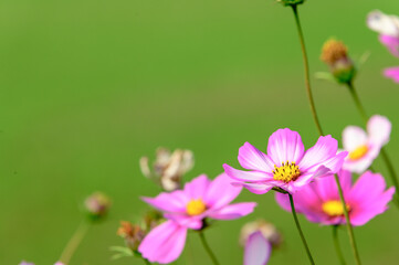 さわやか花の自然風景 秋桜の花 白い背景はコピースペース 日本年秋撮影 九州 熊本県 阿蘇ミルク牧場 Natural Scenery Of Refreshing Flowers Autumn Cherry Blossoms White Background Is Copy Space Photographed In Autumn In Japan Wall Mural