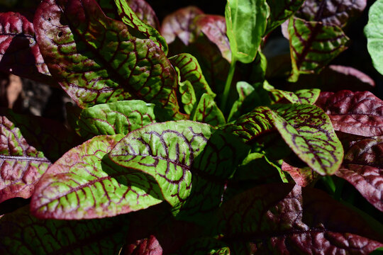 Blätter von Blutampfer in Rot und Grün, frisches Gemüse aus dem Garten, Salatpflanze