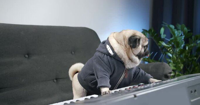 Funny cute pug dog playing Electronic piano, synthesizer at home. Learn to play music. Fun music artist. Funny dog, pet musical instrument concept. Сomposes music or a song under inspiration