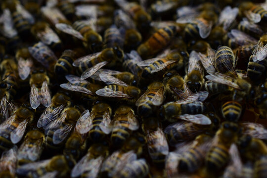 Honigbienen, Apis mellifera, dicht auf der Wabe, guter Wabensitz, buckfast und carnica	
